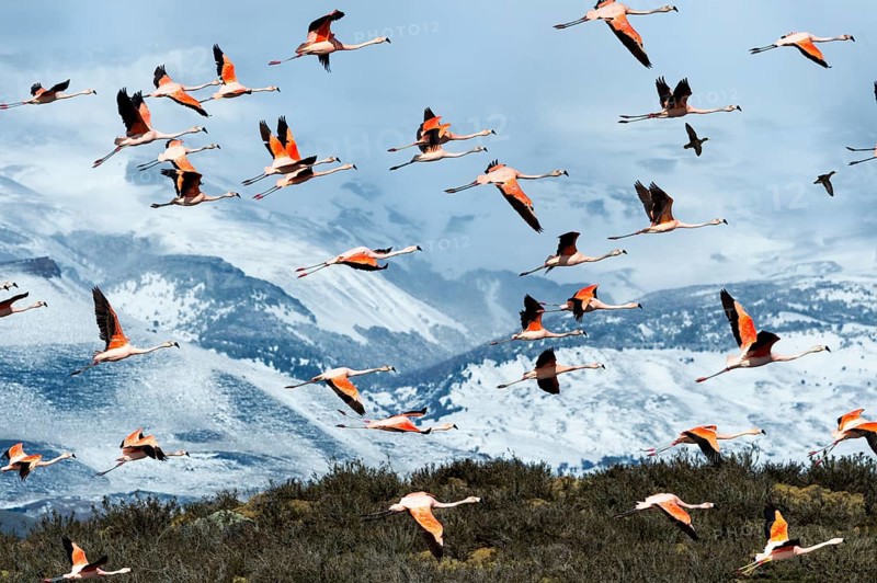 Flock of flying Chilean Flamingos (Phoenicopterus chilensis), Torres del Paine National Park, Chilean Patagonia, Chile