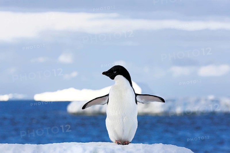 Adelie penguin (Pygoscelis adeliae), adult, spreading wings, penguins, flightless, snow, ice floe, Antarctica, Brown Bluff