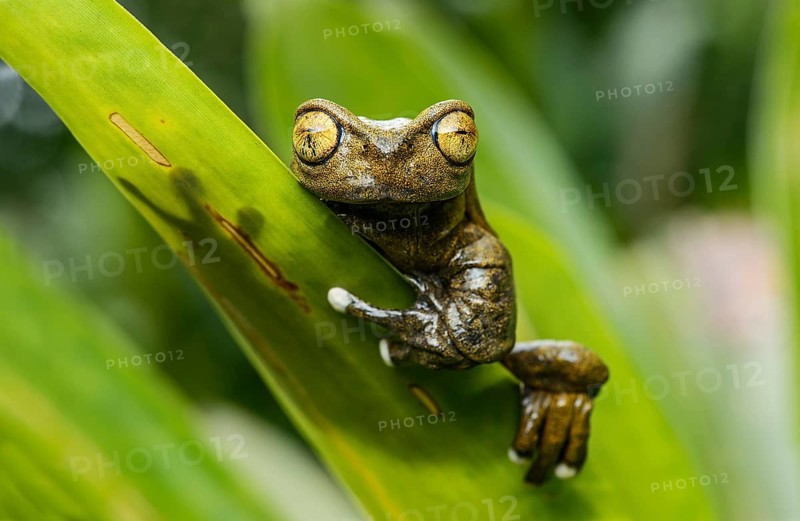 Endemic neotropical frog Tapichalaca Torrenteer (Hyloscirtus Tapichalaca), Tree Frog Family (Hylidae), Tapichalaca nature reserve, Andean cloud forest, Ecuador