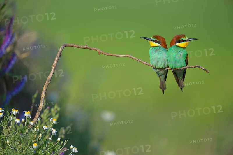 European bee-eaters (Merops apiaster), couple on perch, Kiskunság National Park, Hungary