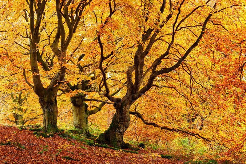 Gnarled old beech trees in the Hutewald forest in autumn in full autumn colour, Hutewald Halloh, Kellerwald, Bad Wildungen, Hesse, Germany
