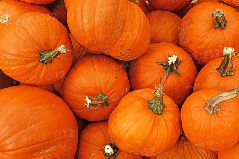 Many large orange Halloween 'Ghostride' pumpkins