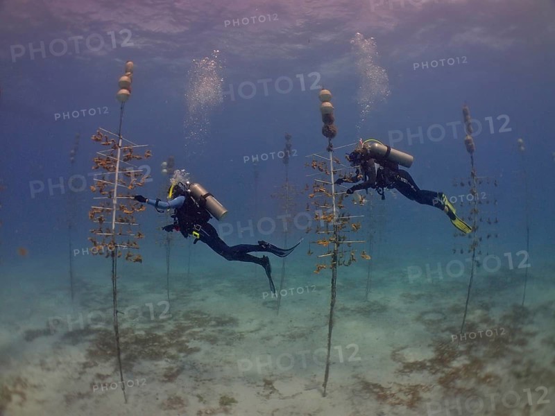 Coral cultivation. Two divers work on planting corals underwater in the ocean. The aim is to grow corals that can withstand the higher water temperatures. Dive site Nursery, Tavernier, Florida Keys, Florida, USA