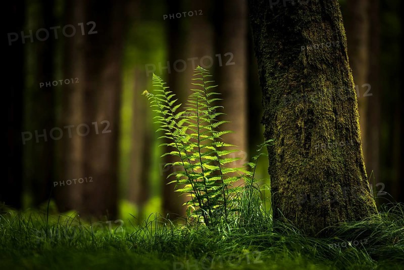Genuine fern (Polypodiopsida, Filicopsida) in front of spruce forest, Grafenau, Freyung-Grafenau, Bavarian Forest, Lower Bavaria, Germany