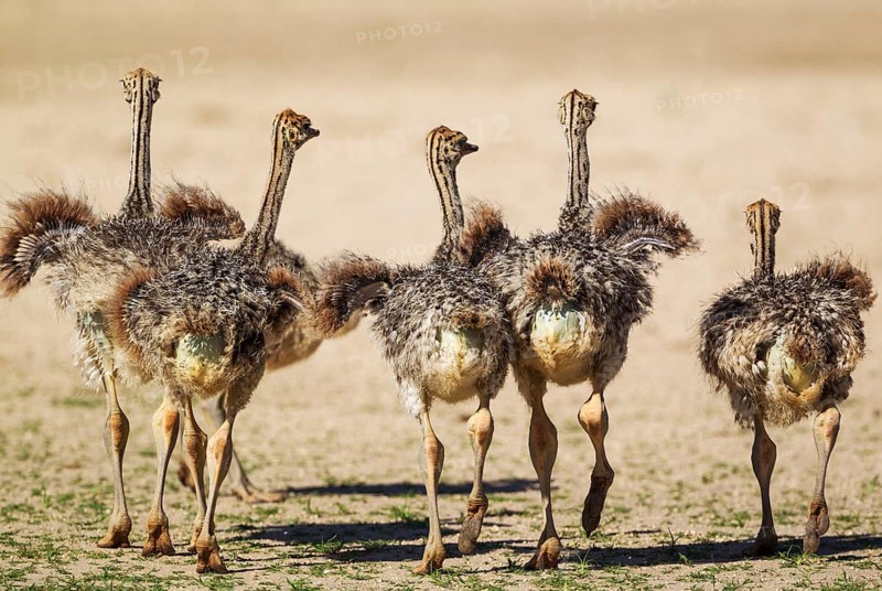 Ostrich (Struthio camelus), five chicks, Kalahari Desert, Kgalagadi Transfrontier Park, South Africa