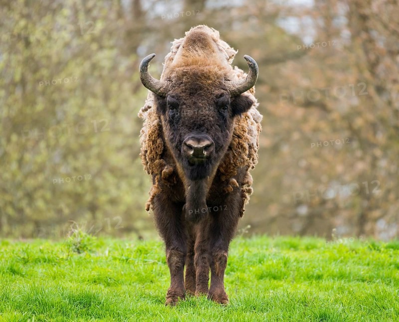 Wisent, European bison (Bison bonasus) in molt in a meadow, captive, Germany