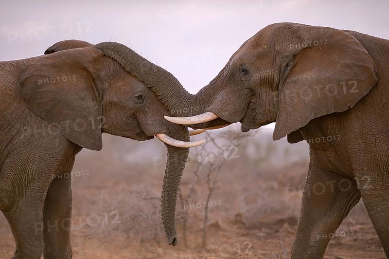 Two African elephants (Loxodonta africana) in playful fight, Zimanga Private Game Reserve, KwaZulu-Natal, South Africa