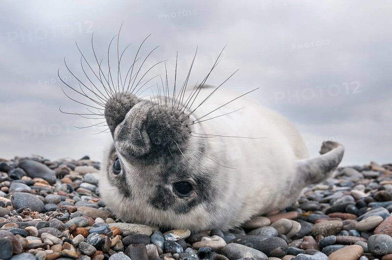 Grey seal (Halichoerus grypus), young, howler, Heligoland, Schleswig-Holstein, Germany