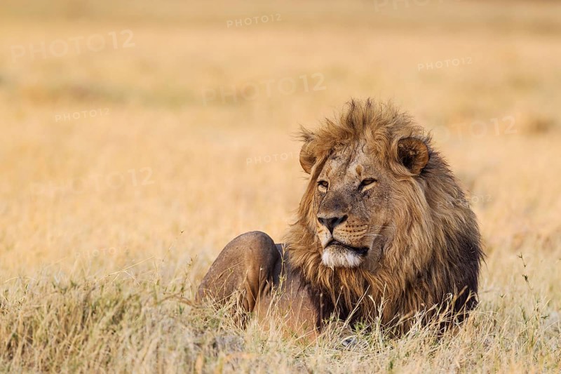 Lion (Panthera leo), resting male at dawn, Savuti, Chobe National Park, Botswana