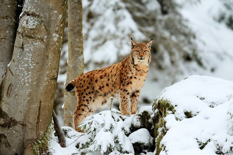 Lynx or Northern lynx (Lynx lynx), standing on fresh snow-covered rock, animal enclosure, captive, Bavarian Forest National Park, Bavaria, Germany
