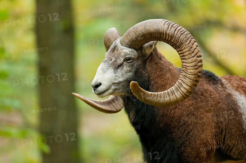 Mouflon (Ovis ammon musimon), ram, captive, Saxony, Germany