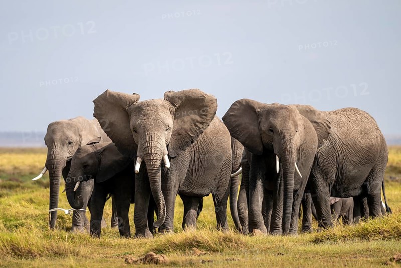 African elephant (Loxodonta africana), herd of young animals in Amboseli National Park, Rift Valley Province, Kenya