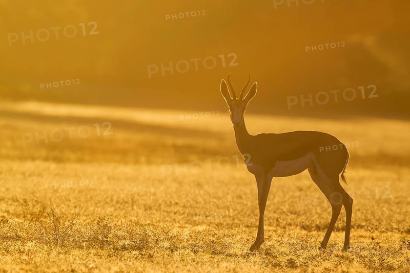 Springbok (Antidorcas marsupialis), female in the morning at sunrise, Kalahari Desert, Kgalagadi Transfrontier Park, South Africa