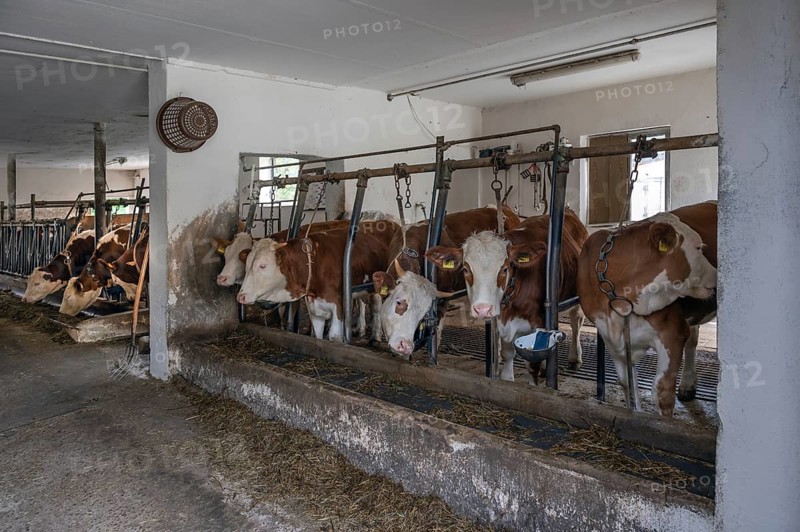 Dairy cows in tethering, Bavaria, Germany