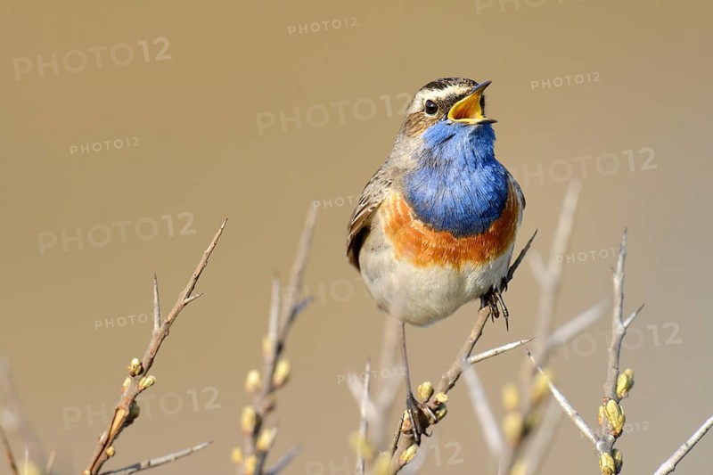 Bluethroat (Luscinia svecica cyanecula), singing on perch, De Geul, Texel, Texel, West Frisian Islands, province of North Holland, The Netherlands