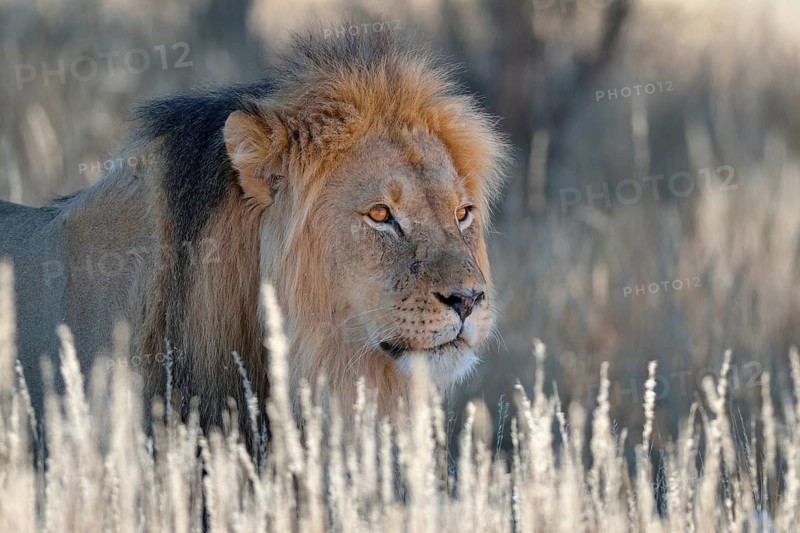 Lion (Panthera leo), adult male in dry grass, Kgalagadi Transfrontier Park, Northern Cape, South Africa