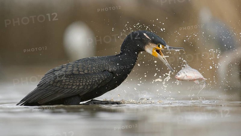 Cormorant (Phalacrocorax carbo), adult in winter plumage fishing, Kiskunság National Park, Hungary