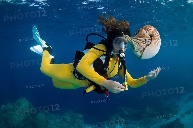 Scuba diver watching a Palau Nautilus (Nautilus belauensis), Palau