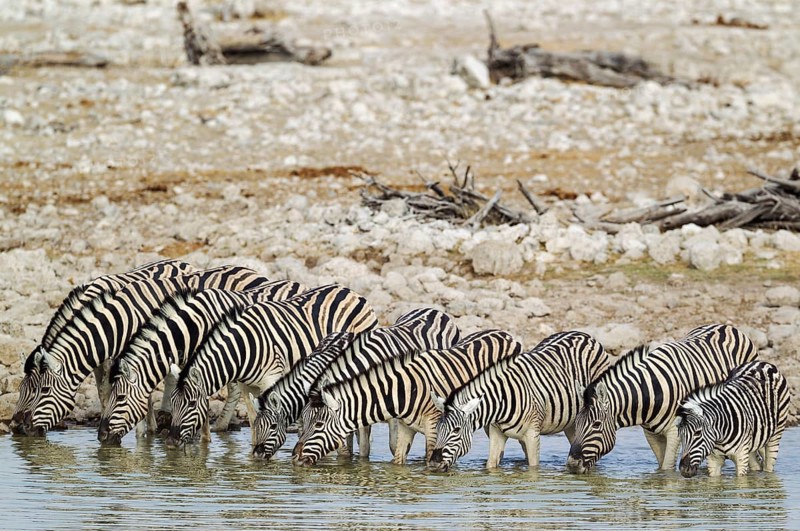 Burchell's zebras (Equus quagga burchellii) drinking at waterhole, Etosha National Park, Namibia