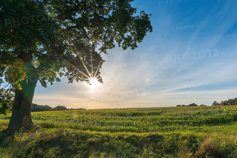Muxal, field with purple-violet flowering catch crop phacelia and sunflowers, deciduous tree, backlight, sunbeams, autumn, landscape Probstei, Schleswig-Holstein, Germany