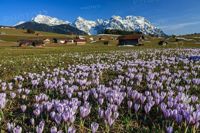 Wild crocuses, purple, mountain flowers, hummocky meadows, Karwendel mountains, near Mittenwald, Bavaria, Germany