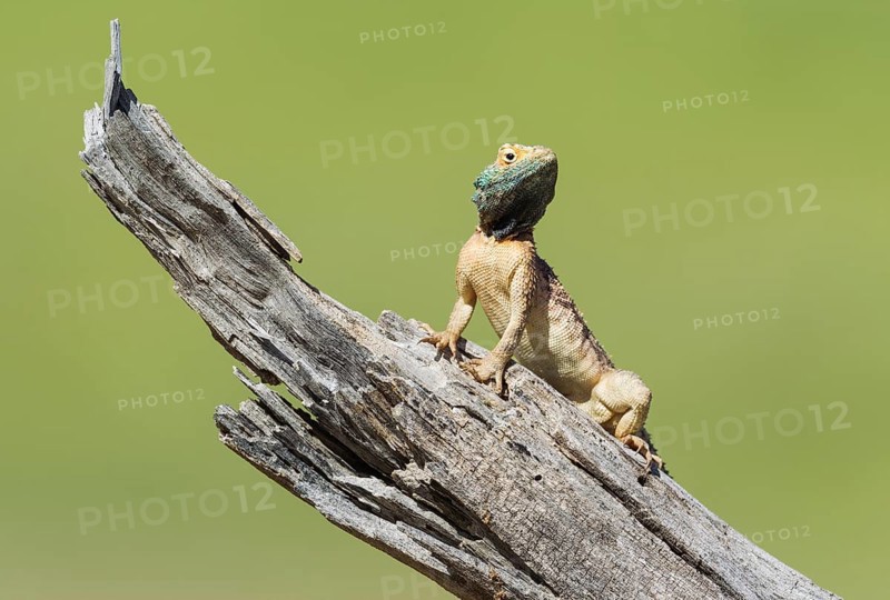 Ground Agama (Agama aculeata), breeding male, on low log, Kalahari Desert, Kgalagadi Transfrontier Park, South Africa