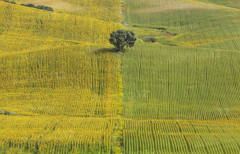 Sunflowers (Helianthus annuus), fields with solitary holm oak (Quercus ilex), cultivations near Arcos de la Frontera, Cadiz province, Andalusia, Spain
