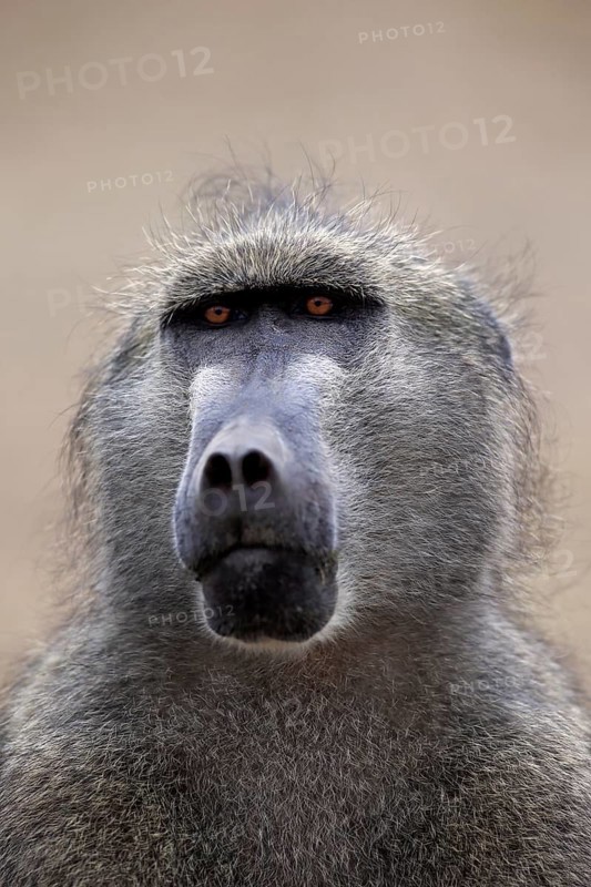Chacma Baboon (Papio ursinus), adult, animal portrait, Kruger National Park, South Africa