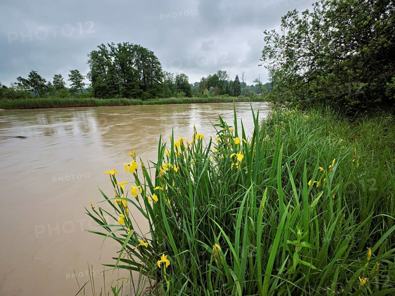 A group of flowering yellow Siberian irises (Iris sibirica), Flachsee nature reserve, Rottenschwil. Freiamt, Canton Aargau, Switzerland
