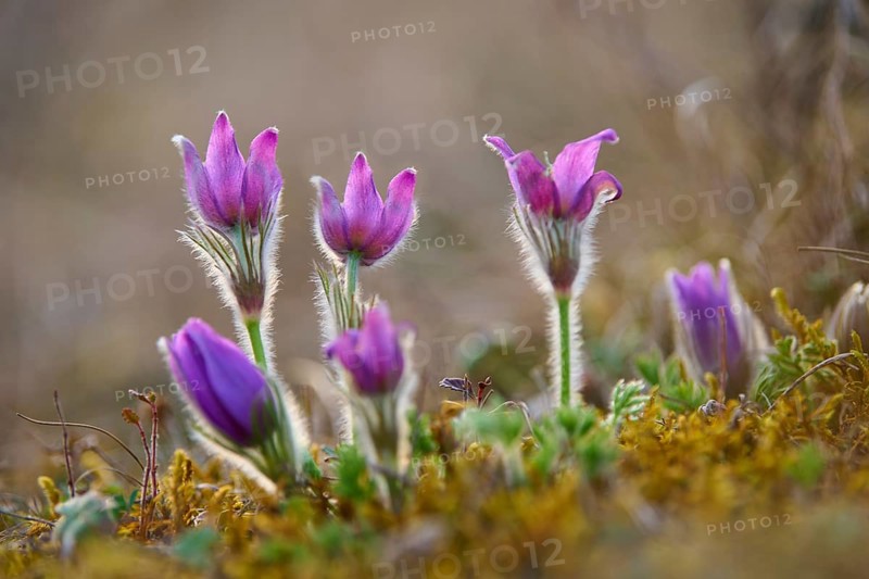 Pasque flower (Pulsatilla vulgaris), purple blooming spring flowers, Werbach, Tauber Valley, Baden-Württemberg, Germany