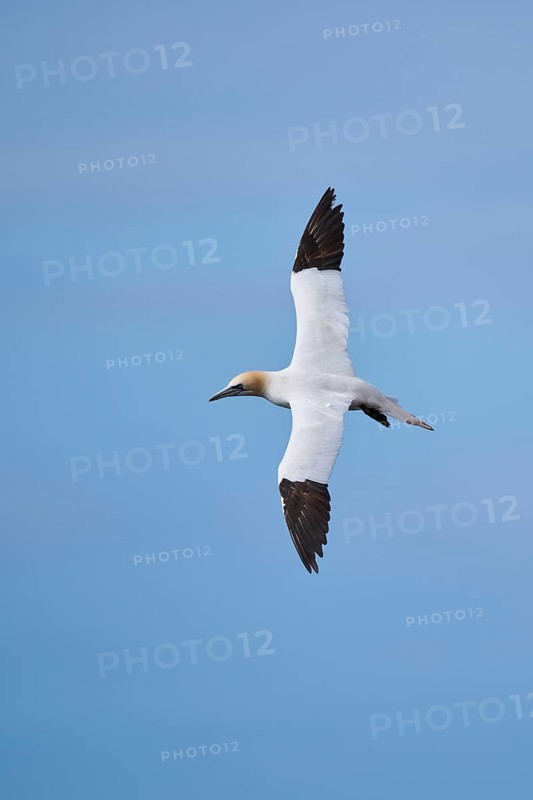 Northern gannet (Morus bassanus) flying over the sea, wildlife, Helgoland, Germany