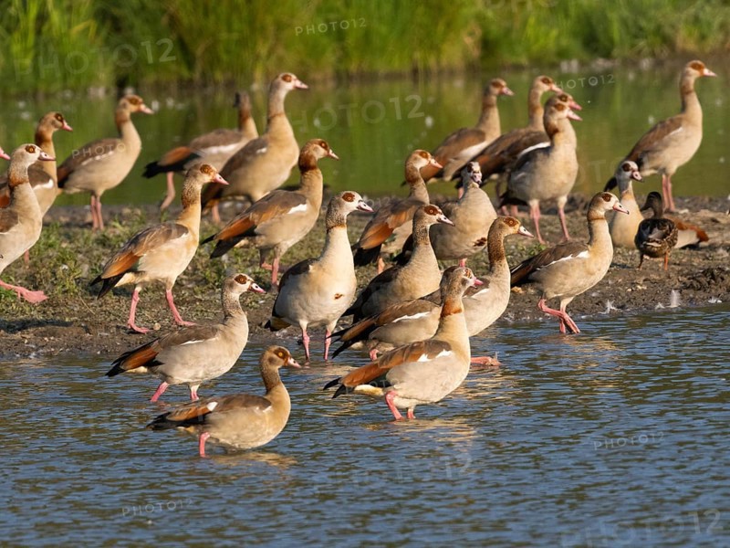 Egyptian goose (Alopochen aegyptiacus), flock of adult and immature birds, resting at the side of a lake, after the breeding season, Hesse, Germany