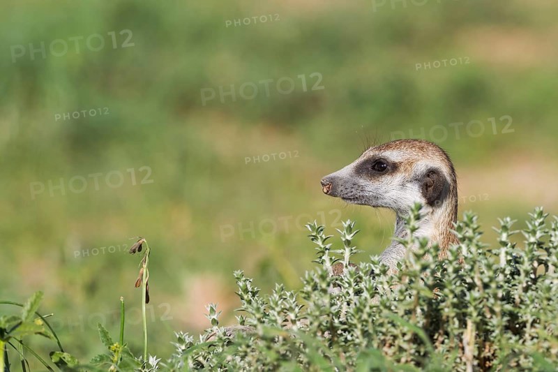 Suricate (Suricata suricatta), guard on the lookout, rainy season with green surroundings, Kalahari Desert, Kgalagadi Transfrontier Park, South Africa