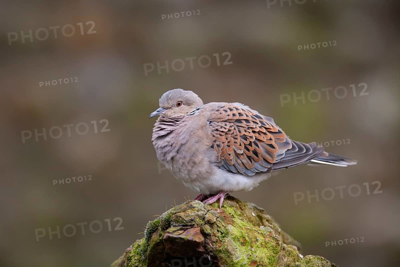 Turtle dove (Streptopelia turtur) adult bird on a concrete post, England, United Kingdom