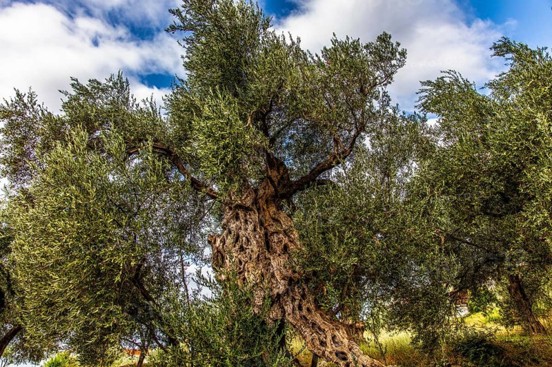 Olive tree plantation, Montenegro, Montenegro