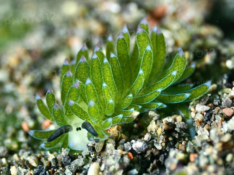 Close-up of a green snail, leaf sheep snail (Costasiella kuroshimae), called Shaun the Sheep. Sea snail with kleptoplastids. The chloroplasts taken up by the green alga Avrainvillea lacerata and stored in its own body are clearly visible. Body length approx. 3 mm. Dive site Puri Jati, Umeanyar, Bali, Indonesia