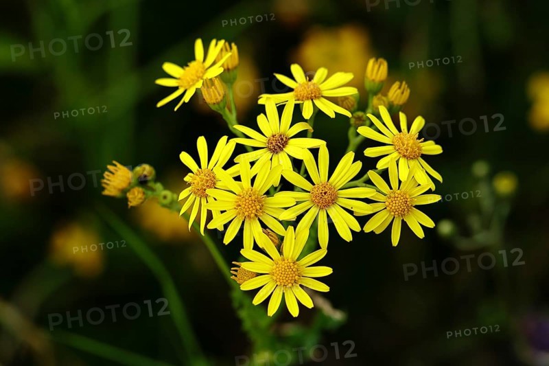 St James' ragwort (Senecio jacobaea), yellow flowers at the edge of the forest, poisonous plant, toxic to humans and animals, Wilnsdorf, North Rhine-Westphalia, Germany