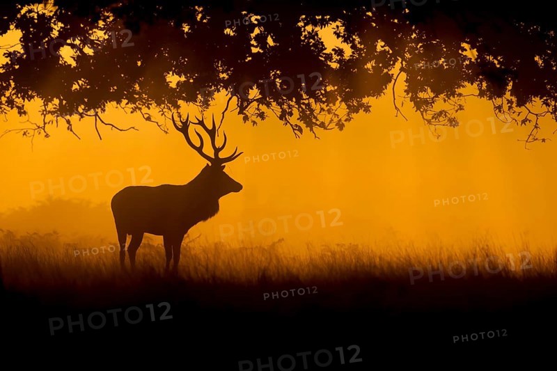 Red deer (Cervus elaphus), stag standing in a woodland at sunrise, Surrey, England, United Kingdom