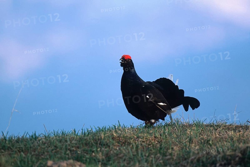 Black grouse (Lyrurs tetrix) morning courtship display on the hilltop, Styria, Austria, Europe, Styria, Austria