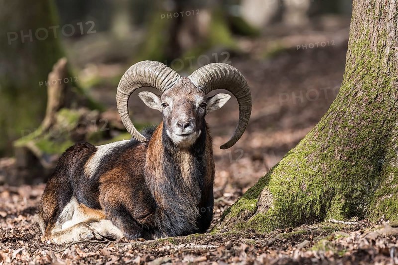 European mouflon (Ovis orientalis musimon), resting, Vulkaneifel, Eifel, Rhineland-Palatinate, Germany