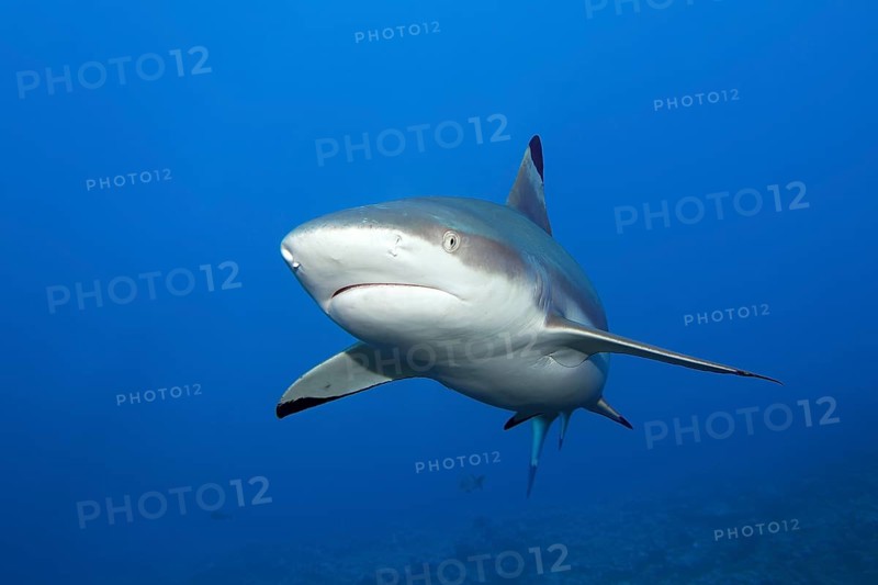 Blacktip reef shark (Carcharhinus-melanopterus) from the front, swimming in the South Pass Biosphere Reserve Fakarava Atoll, Tuamotu Archipelago, French Polynesia, South Pacific, Pacific Ocean