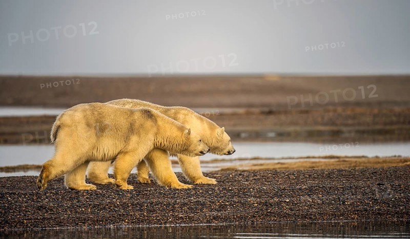 Two polar bears (Ursus maritimus), gravel island, Kaktovik, Barter Iceland, Beaufort Sea, Alaska, USA