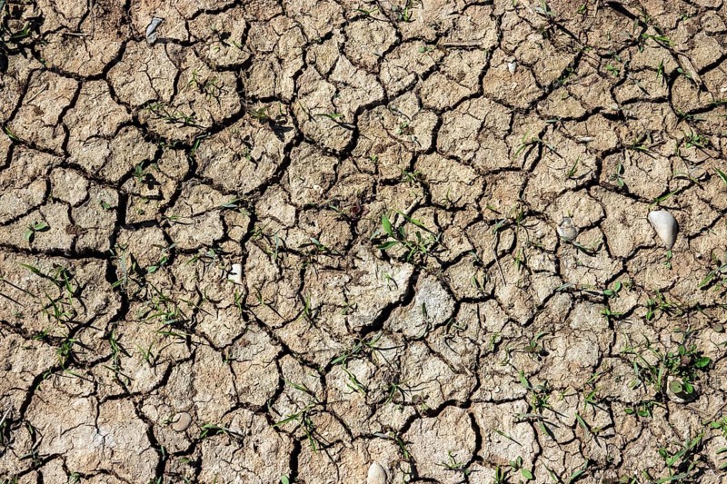 Dried out soil with small green plants, Baden-Württemberg, Germany
