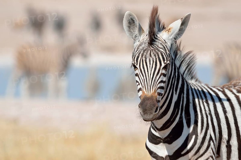 Young Burchell's Zebra (Equus burchelli), Etosha National Park, Namibia