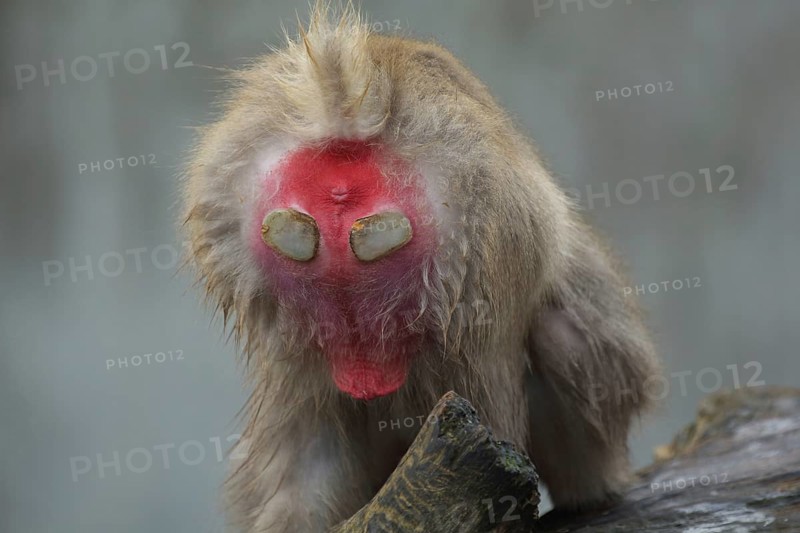 Hind with calluses of japanese macaque (Macaca fuscata), buttocks, cornea, detail, captive