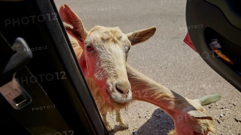 A curious goat looks through an open car door onto the road, goat (s), free-range, central north of the island, mountains, Karpathos, Dodecanese, Greek Islands, Greece