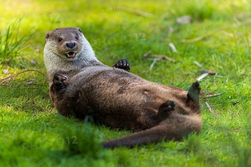 An otter lying on its back, playfully on a green meadow, European otter (Lutra lutra), Germany