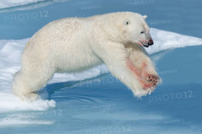 Polar bear (Ursus maritimus), male with blood on legs, jumping over water, Spitsbergen Island, Svalbard archipelago, Norway