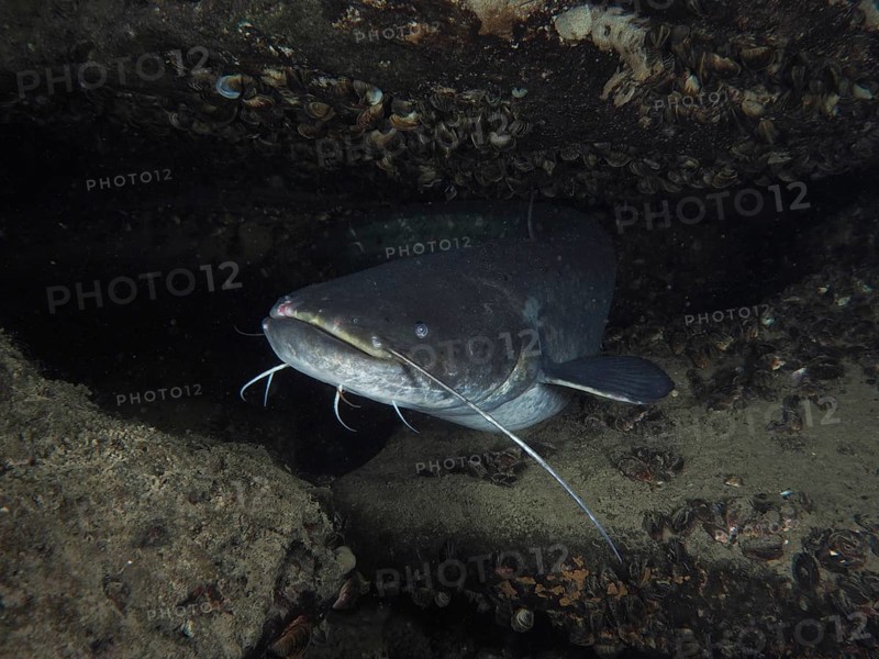 A catfish (Silurus glanis), catfish, in a dark underwater cave, surrounded by rocks and shells, neutral light, dive site Zollbrücke, Rheinau, Canton Zurich, Rhine, High Rhine, Switzerland, Germany