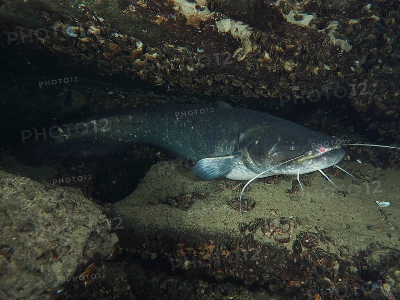 A catfish (Silurus glanis), Waller lies protected between stones and shells in the water, dive site Zollbrücke, Rheinau, Canton Zurich, Rhine, High Rhine, Switzerland, Germany